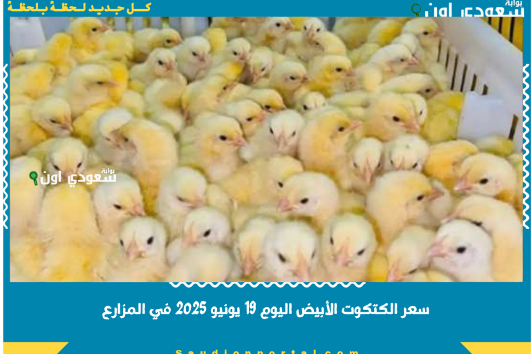 سعر الكتكوت الأبيض اليوم 19 يونيو 2025 في المزارع